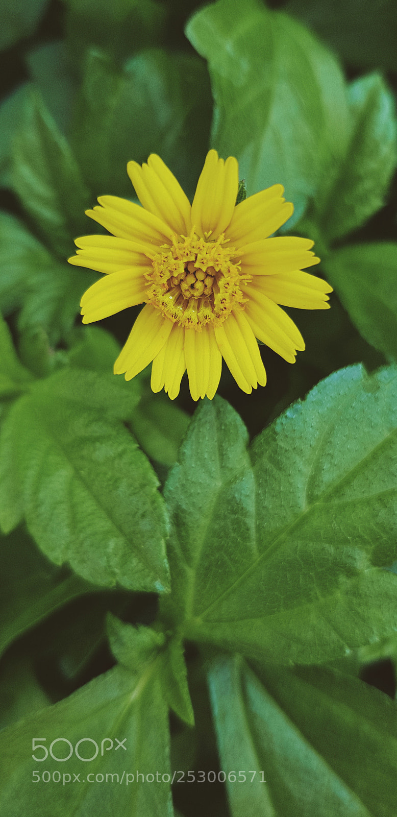 Samsung Galaxy S8+ sample photo. Lonely photography