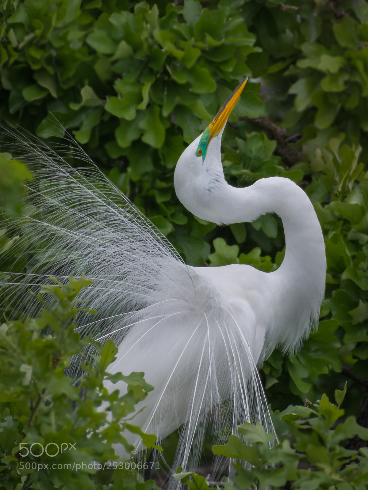 Nikon D7100 sample photo. Courtship display photography