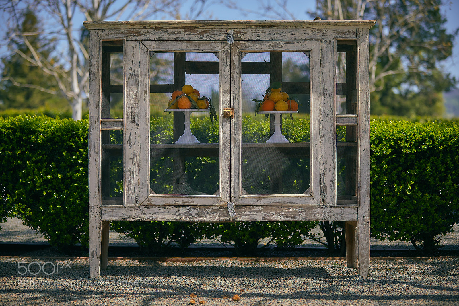 Canon EOS 5D Mark IV sample photo. Garden photography