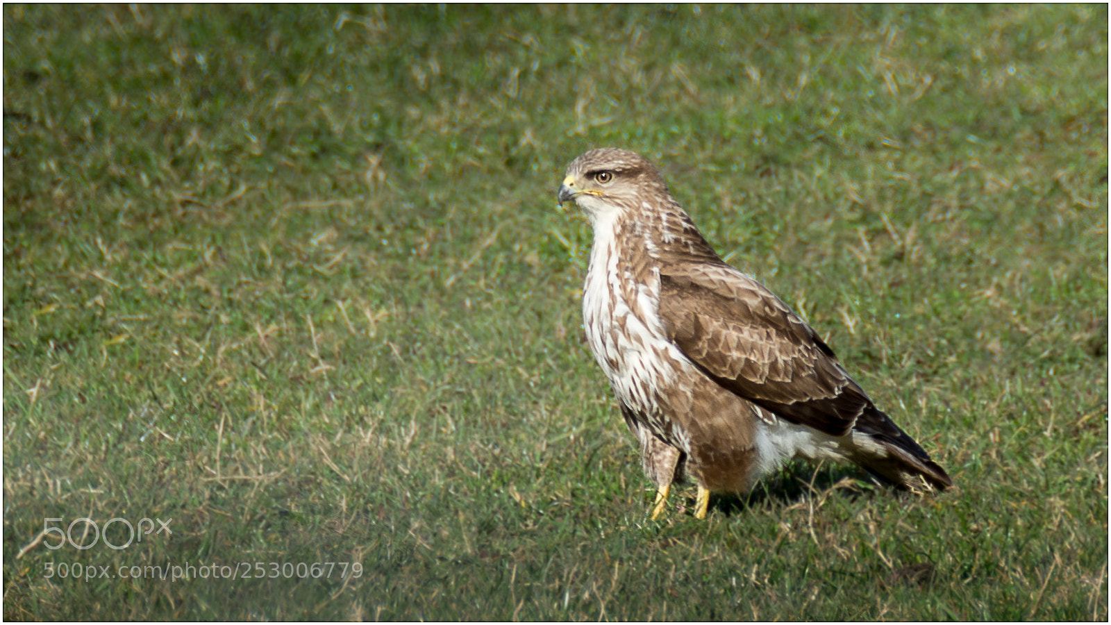 Nikon D7200 sample photo. Buzzard u.k. photography