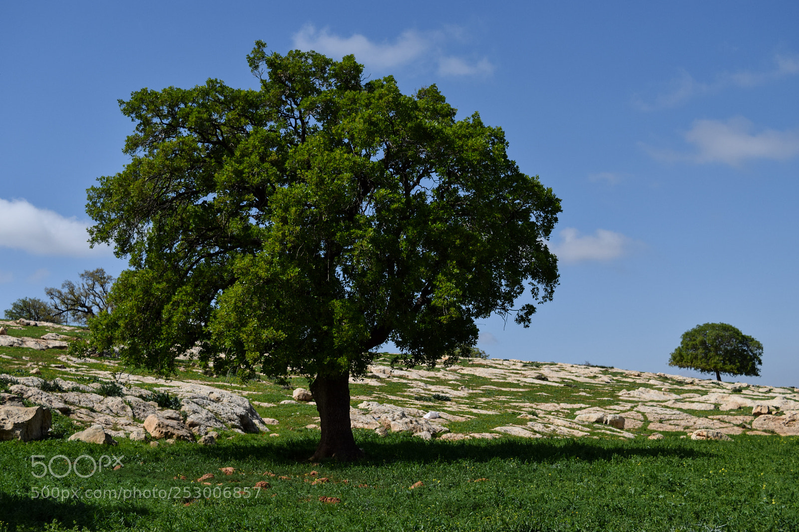Nikon D3300 sample photo. Trees photography