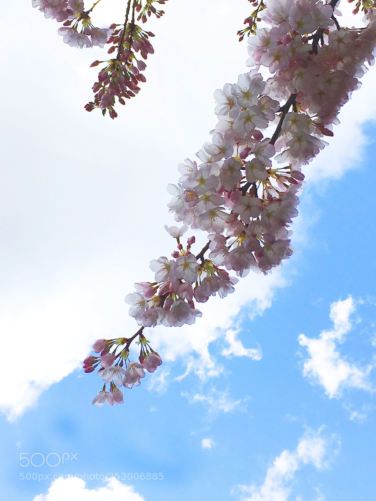Apple iPhone 6s sample photo. Cherry blossom and clouds photography