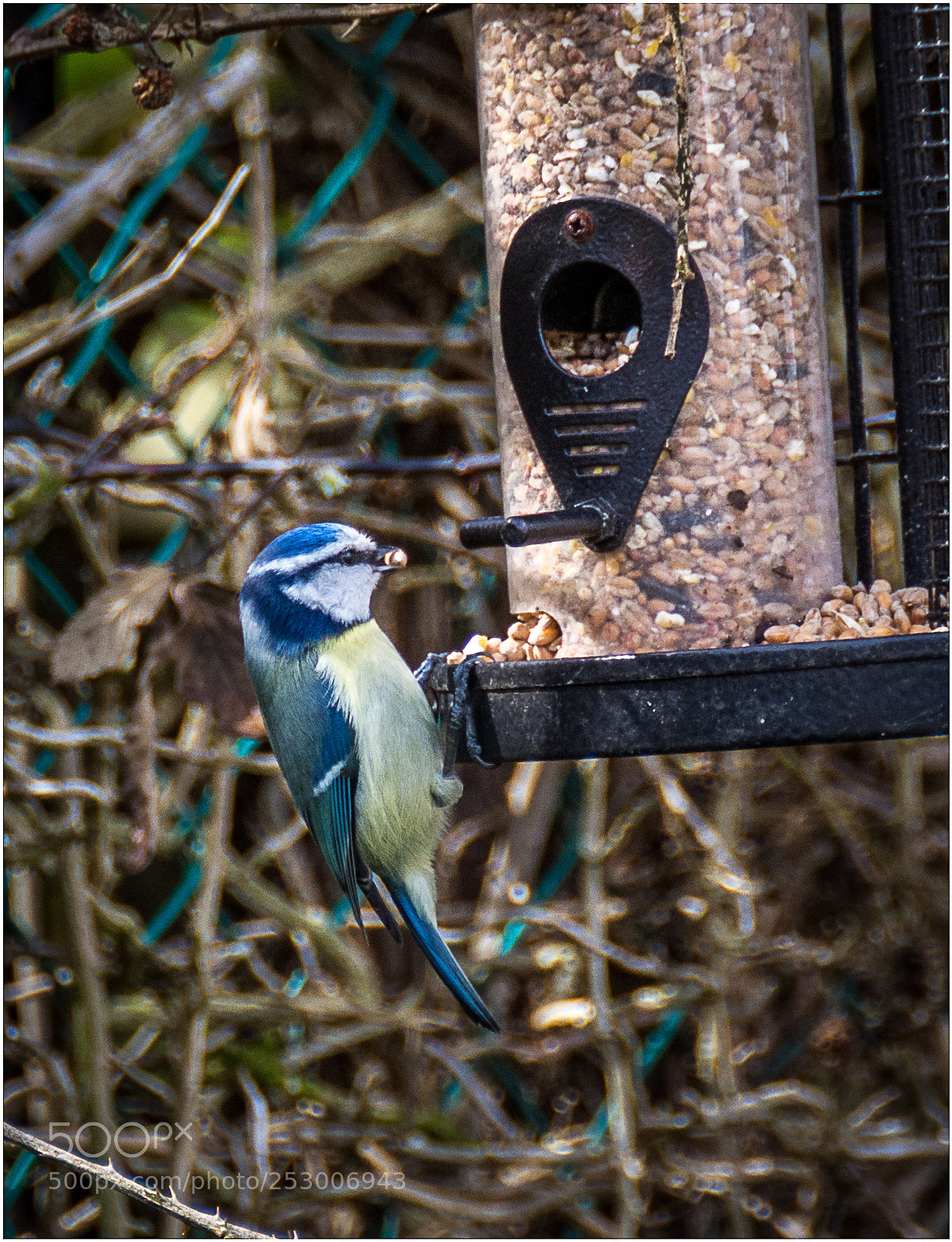 Nikon D7200 sample photo. Blue tit enjoying breakfast photography