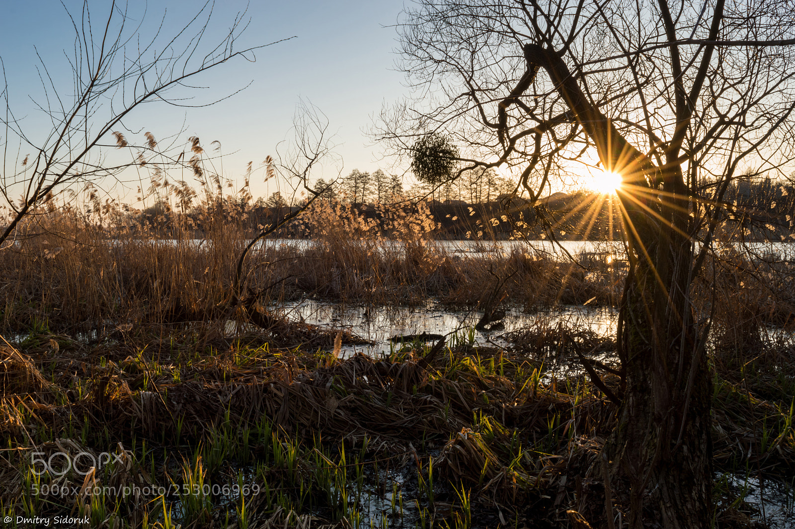Nikon D3200 sample photo. Fairy tales of swamps photography