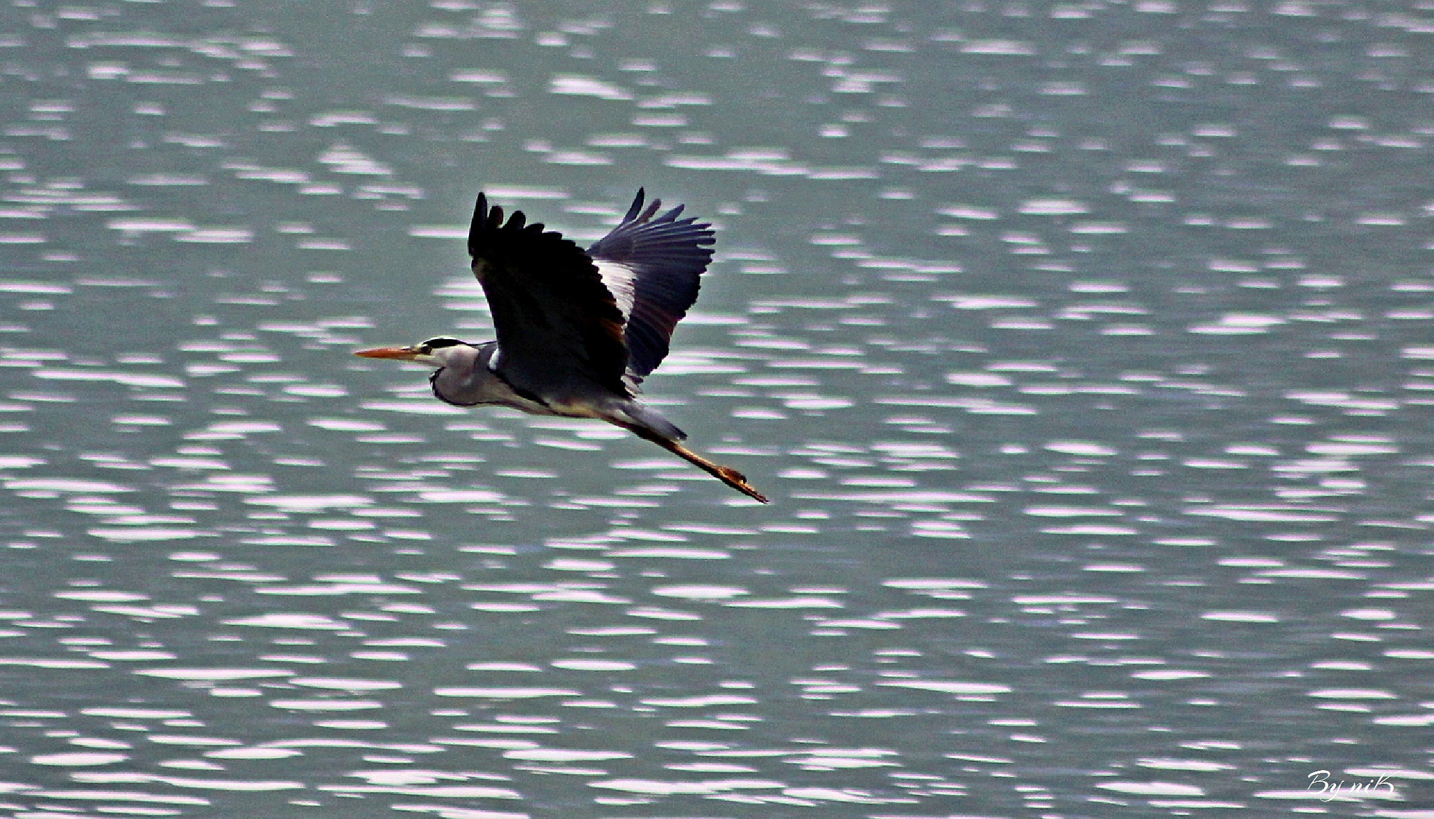 Sigma 70-300mm F4-5.6 APO DG Macro sample photo. στην αναζητηση τροφης...... photography