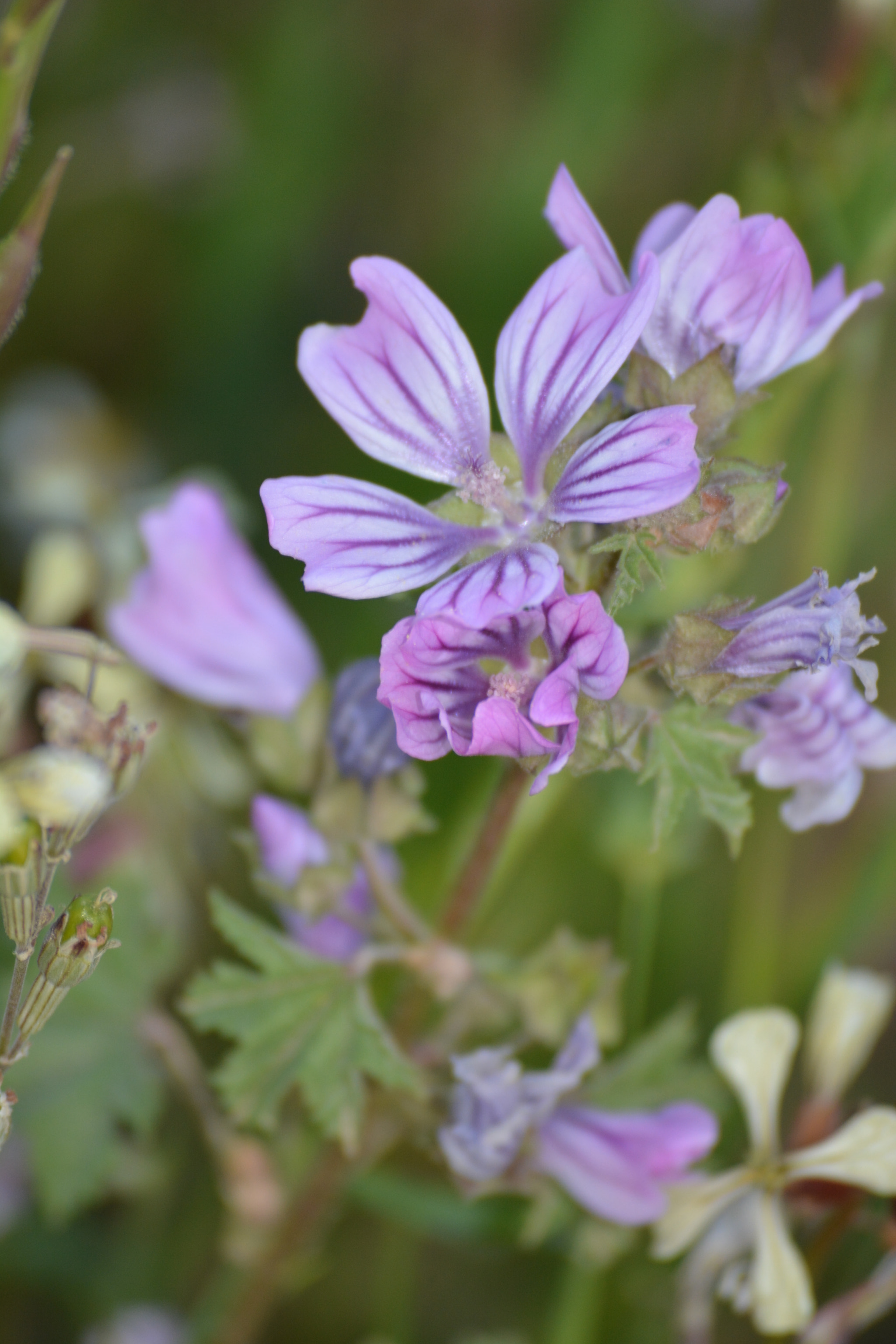 Nikon D5200 sample photo. Blossom photography