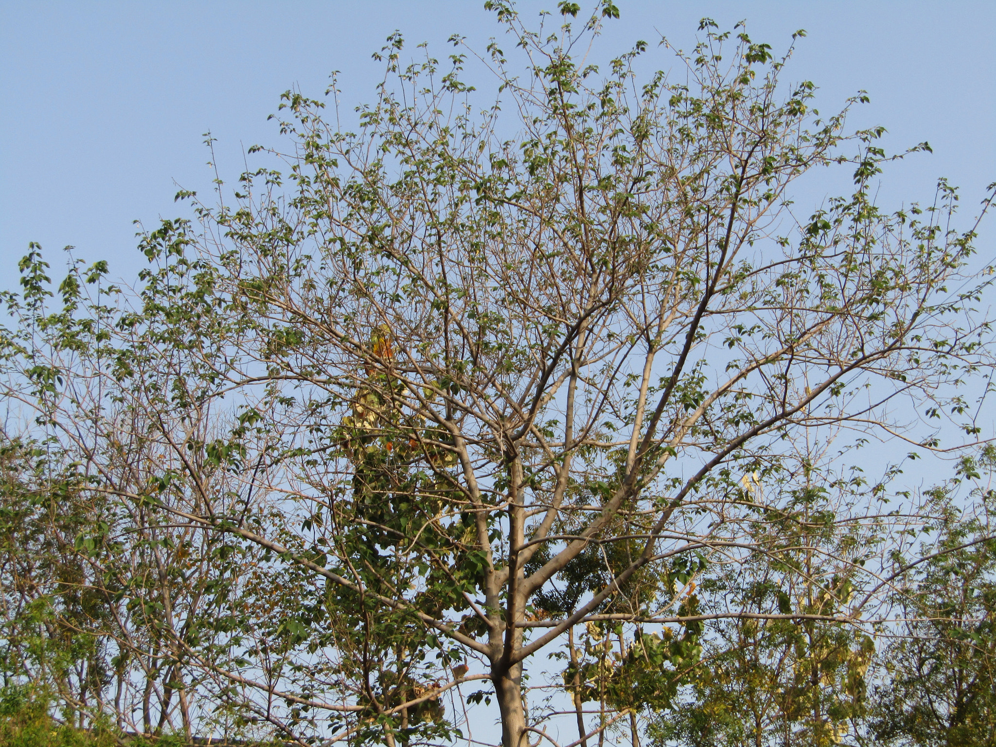 Canon POWERSHOT SX430 IS sample photo. Imgtree photography