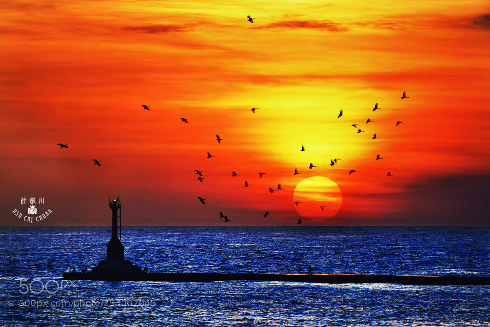 Nikon D810 sample photo. 夕陽歸鳥 photography