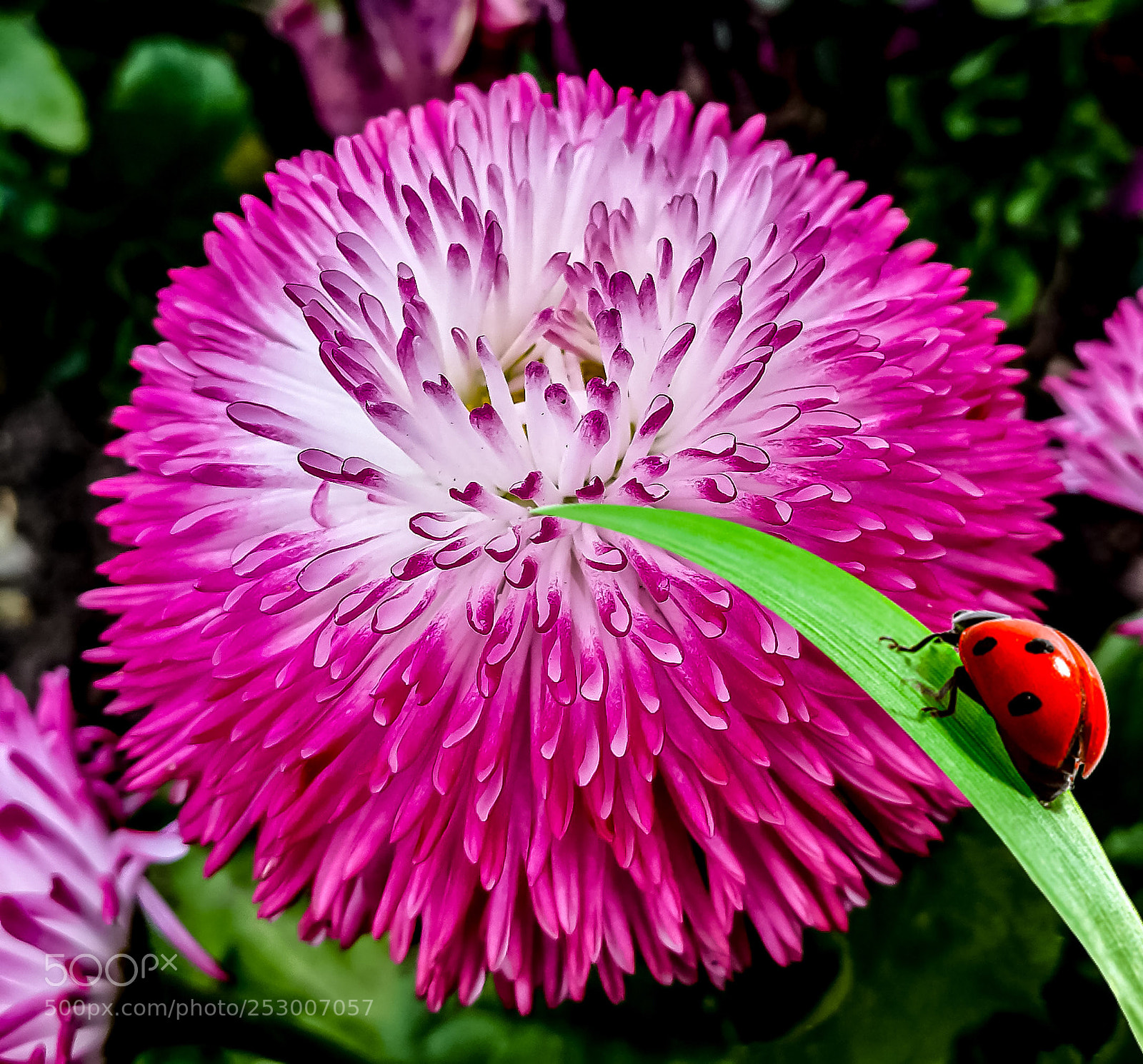 HUAWEI Mate 9 sample photo. Untitled photography
