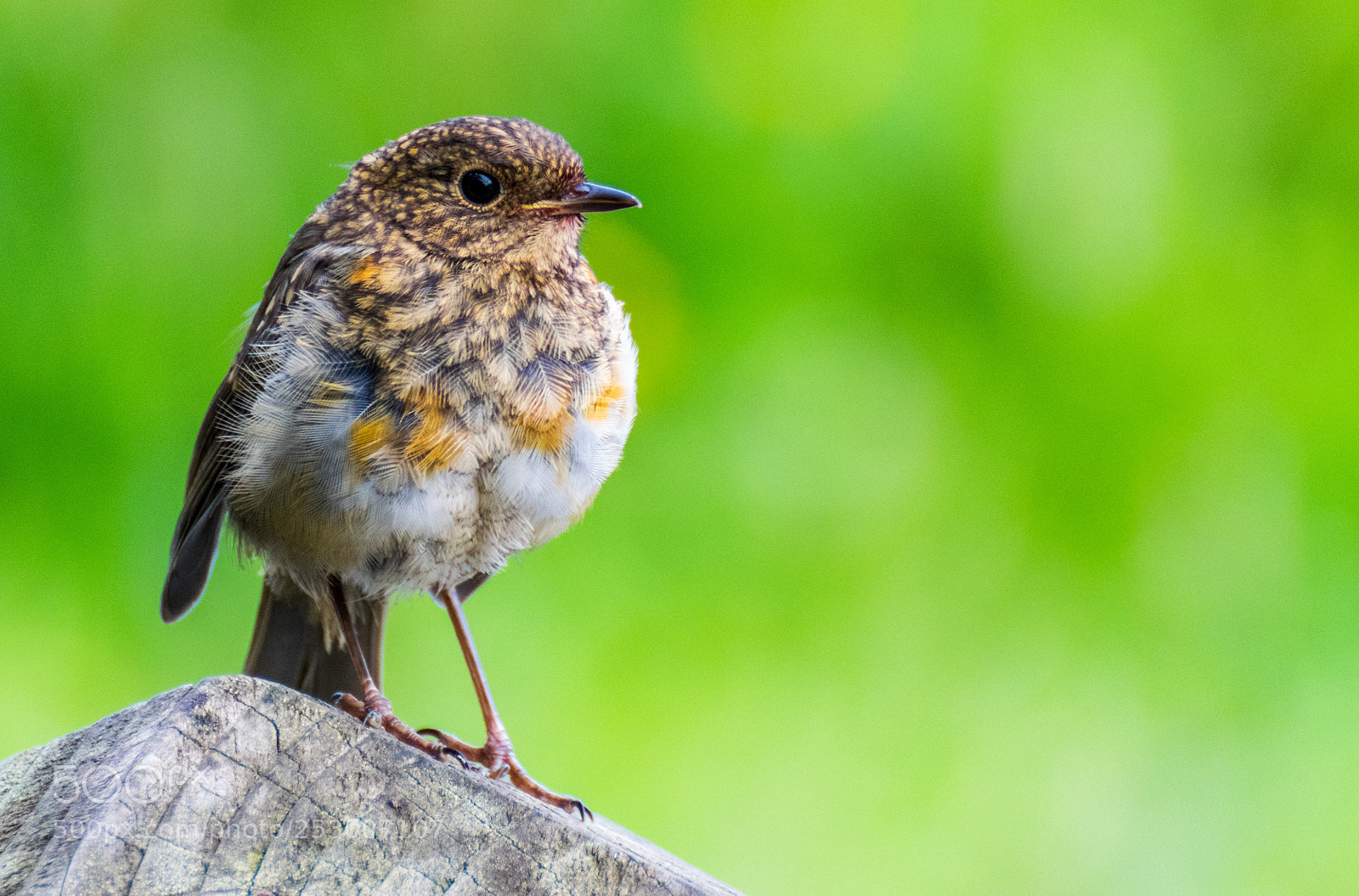 Nikon D5300 sample photo. Juvenile robin photography