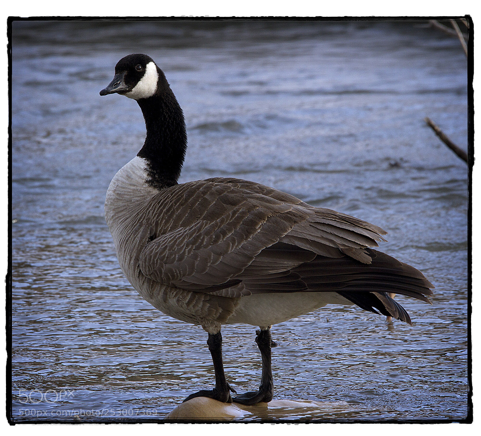 Canon EOS 7D sample photo. Regal looking canada goose  photography