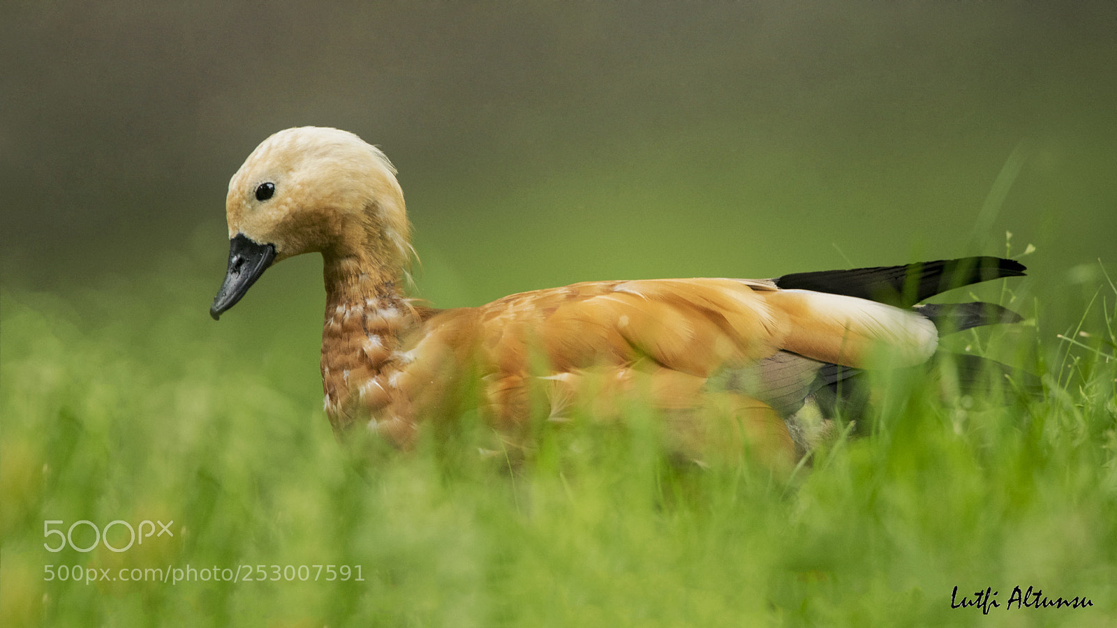 Nikon D500 sample photo. Rudy shelduck ang t photography
