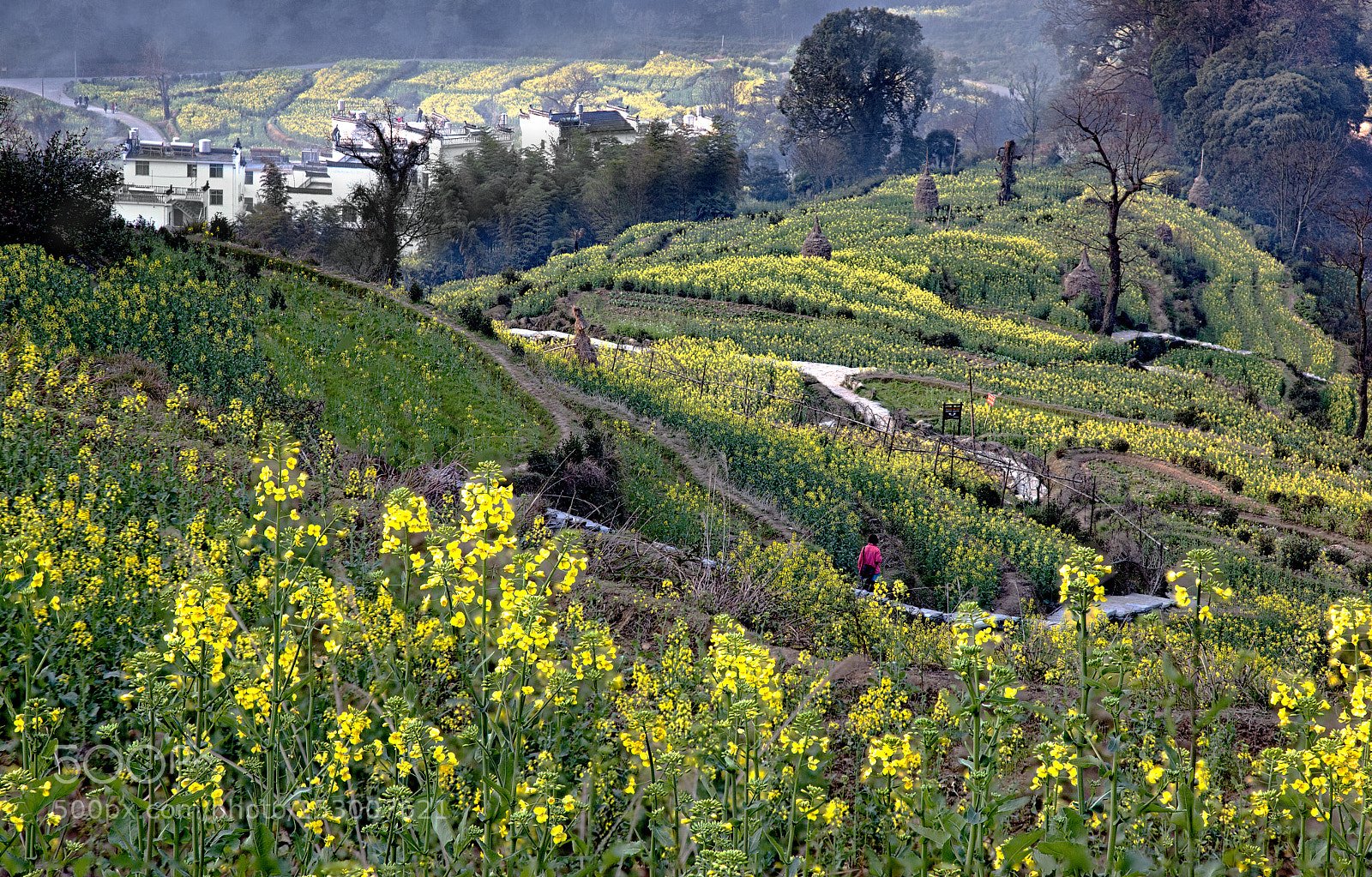 Canon EOS 5D Mark II sample photo. Fields in yellow photography