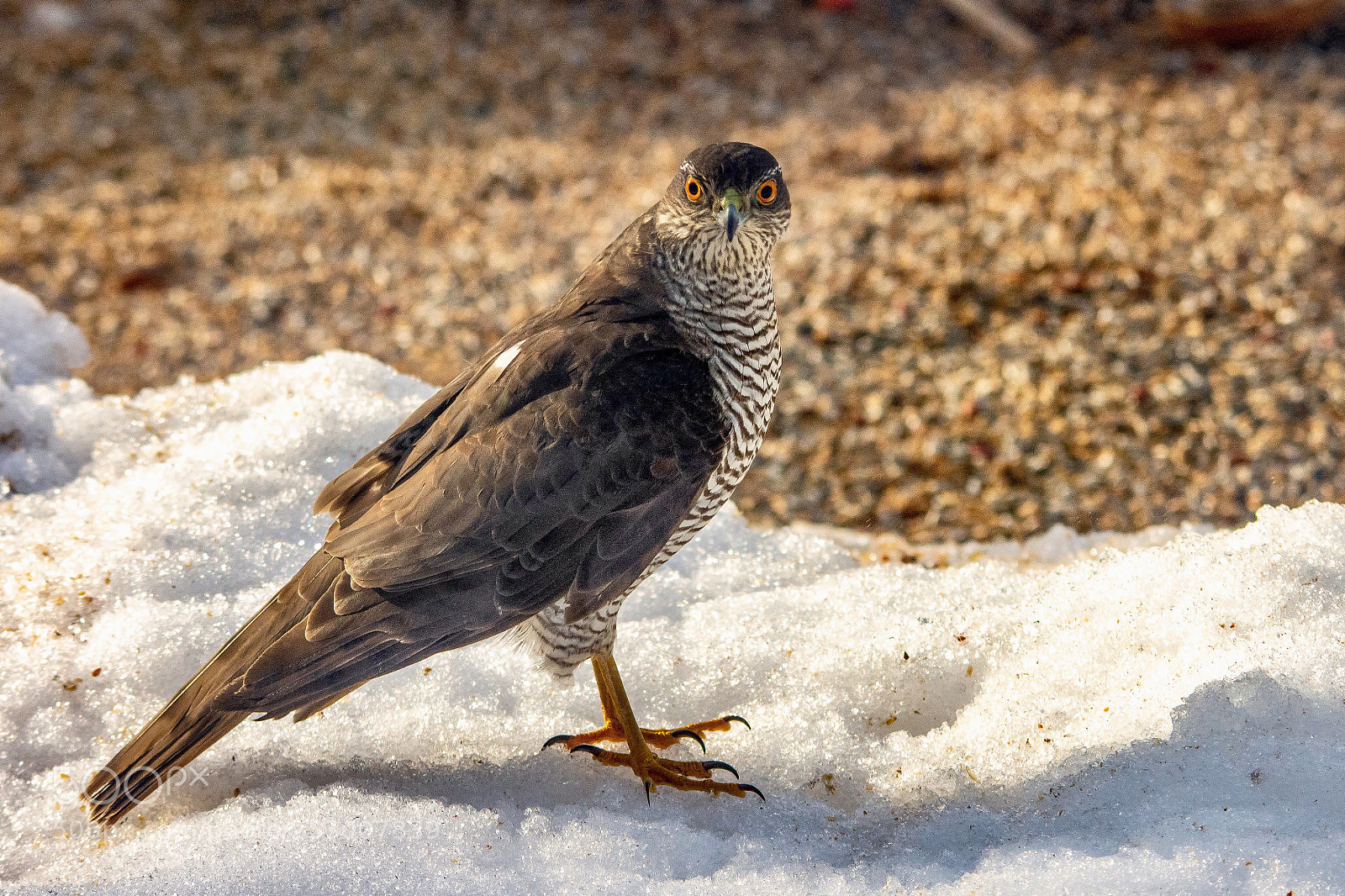 Nikon D7200 sample photo. Eurasian sparrowhawk	 photography