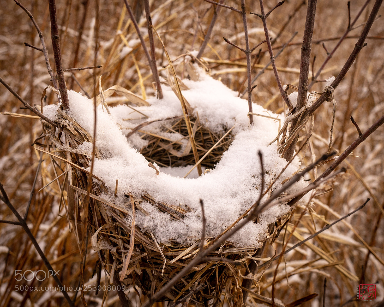Sony a7 sample photo. Cold nest photography