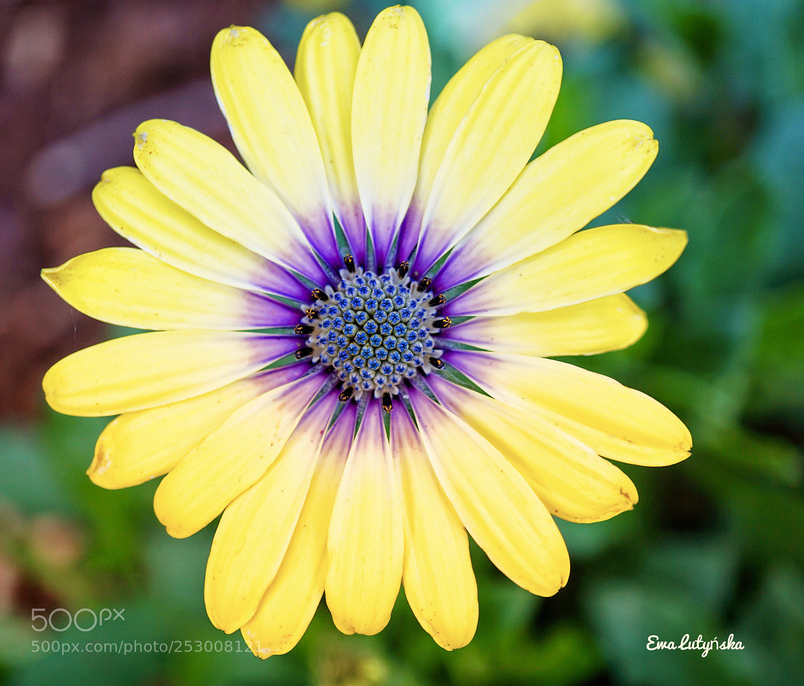 Sony a6000 sample photo.  'blue eyed beauty' photography