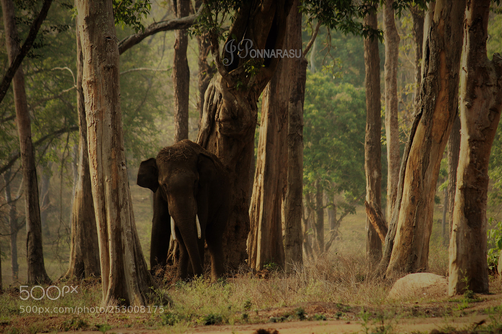 Canon EOS 1300D (EOS Rebel T6 / EOS Kiss X80) sample photo. Elephant photography