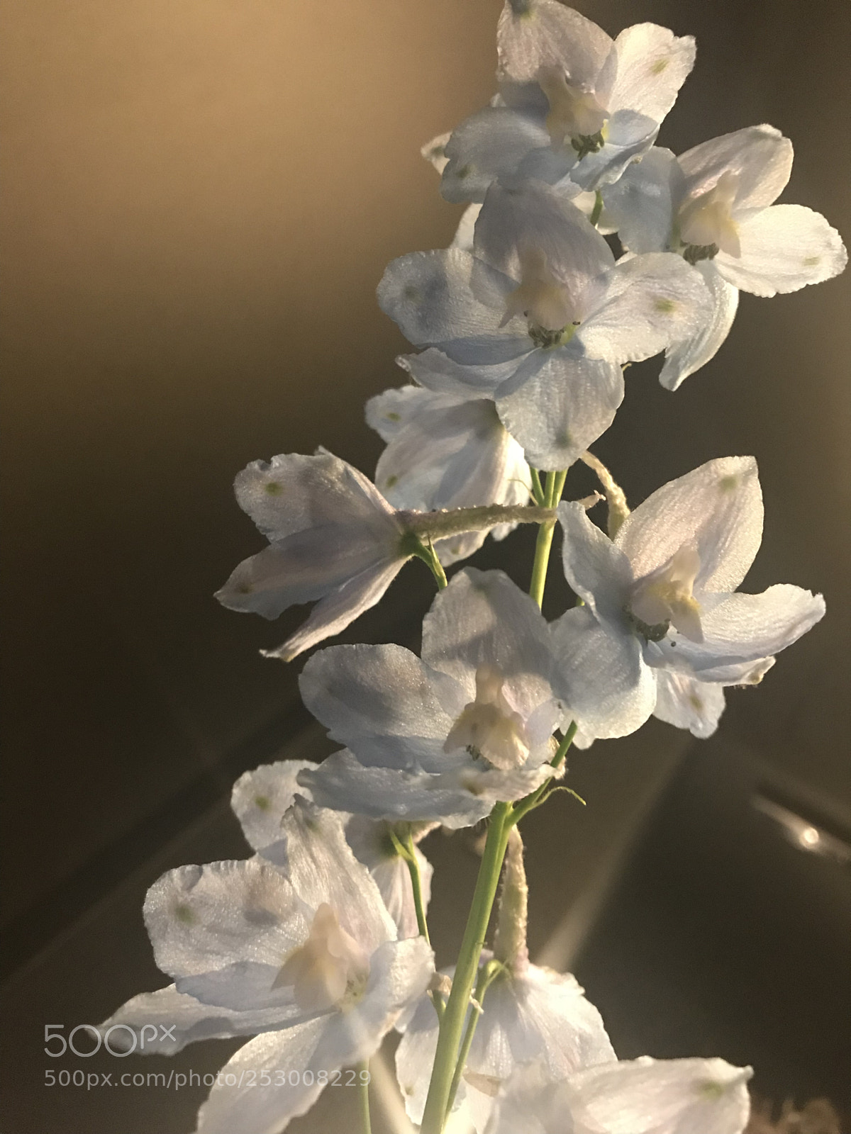 Apple iPhone 7 sample photo. Somethingblue
 photography