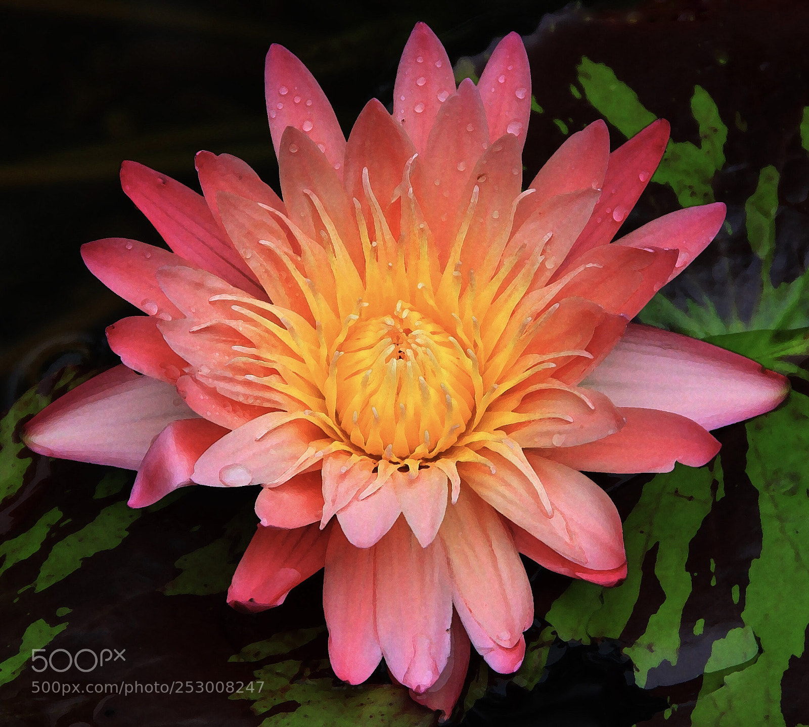 Canon EOS 7D sample photo. Waterlily photography
