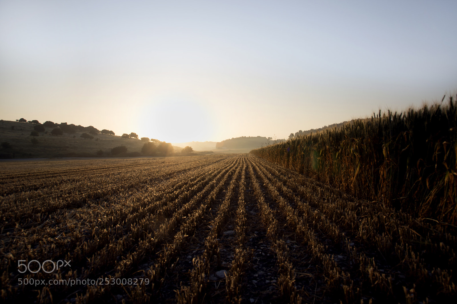 Canon EOS 5D Mark IV sample photo. Golden sunrize photography