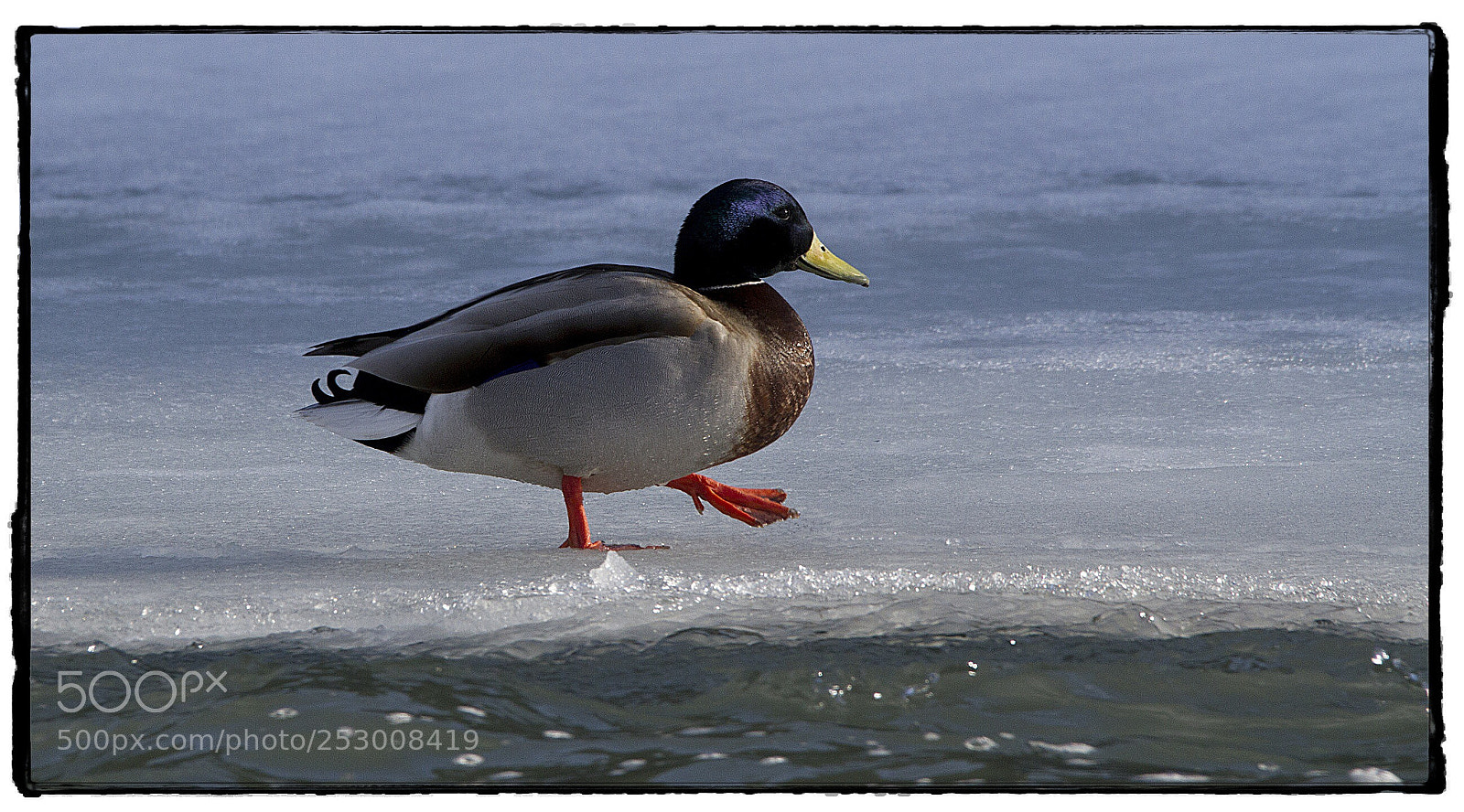 Canon EOS 7D sample photo. Mallard walking on the photography