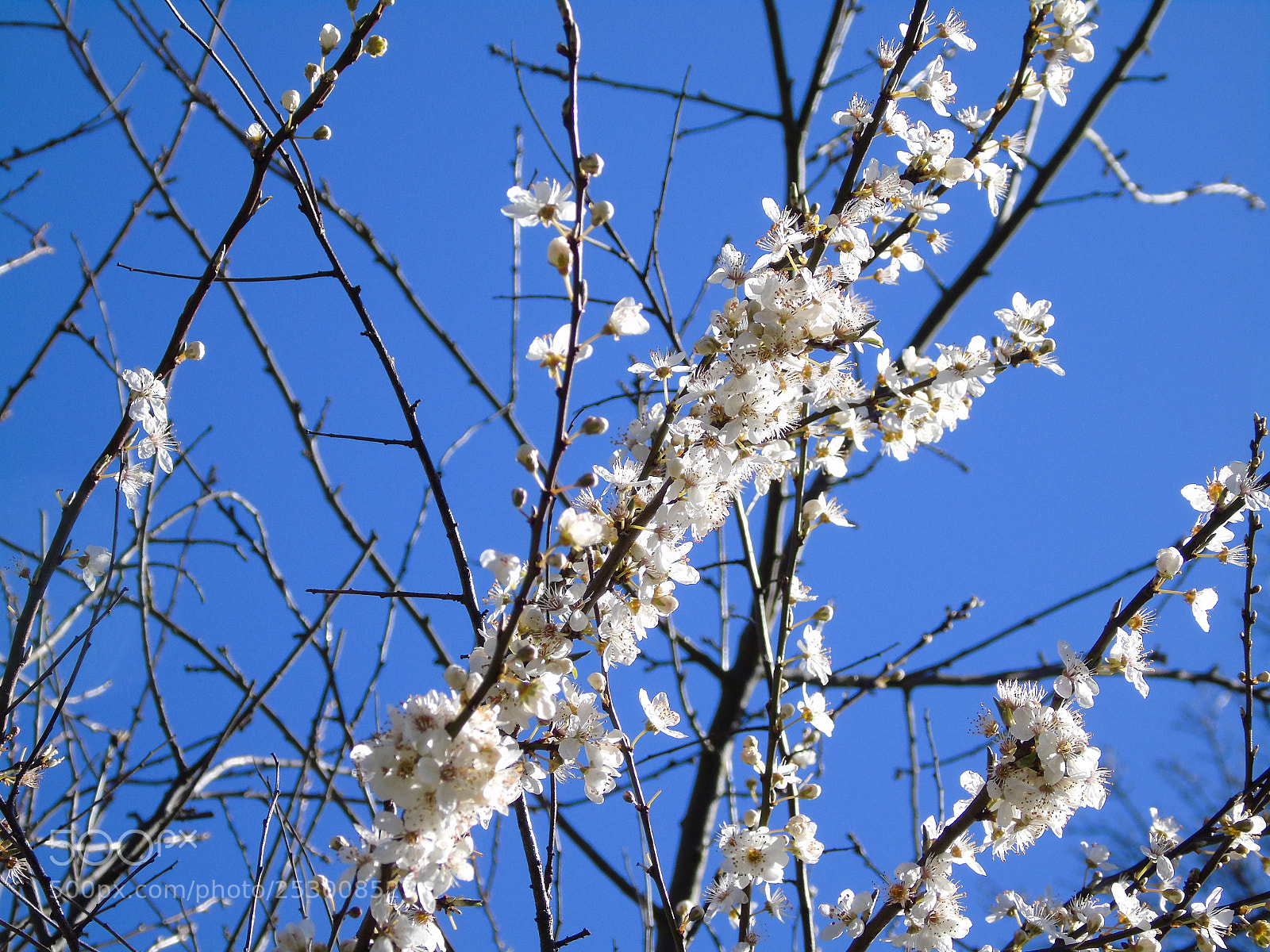 Sony Cyber-shot DSC-H400 sample photo. White blossom up high photography