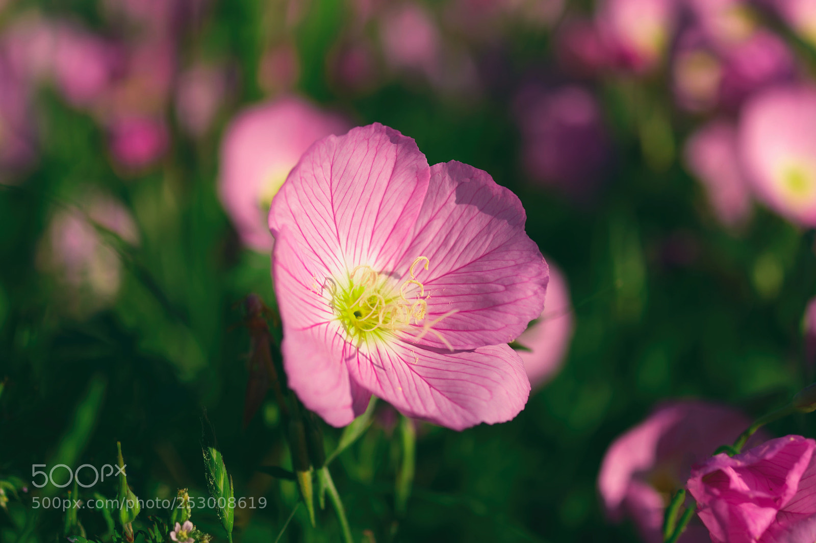 Pentax K-3 sample photo. A pink evening primrose photography