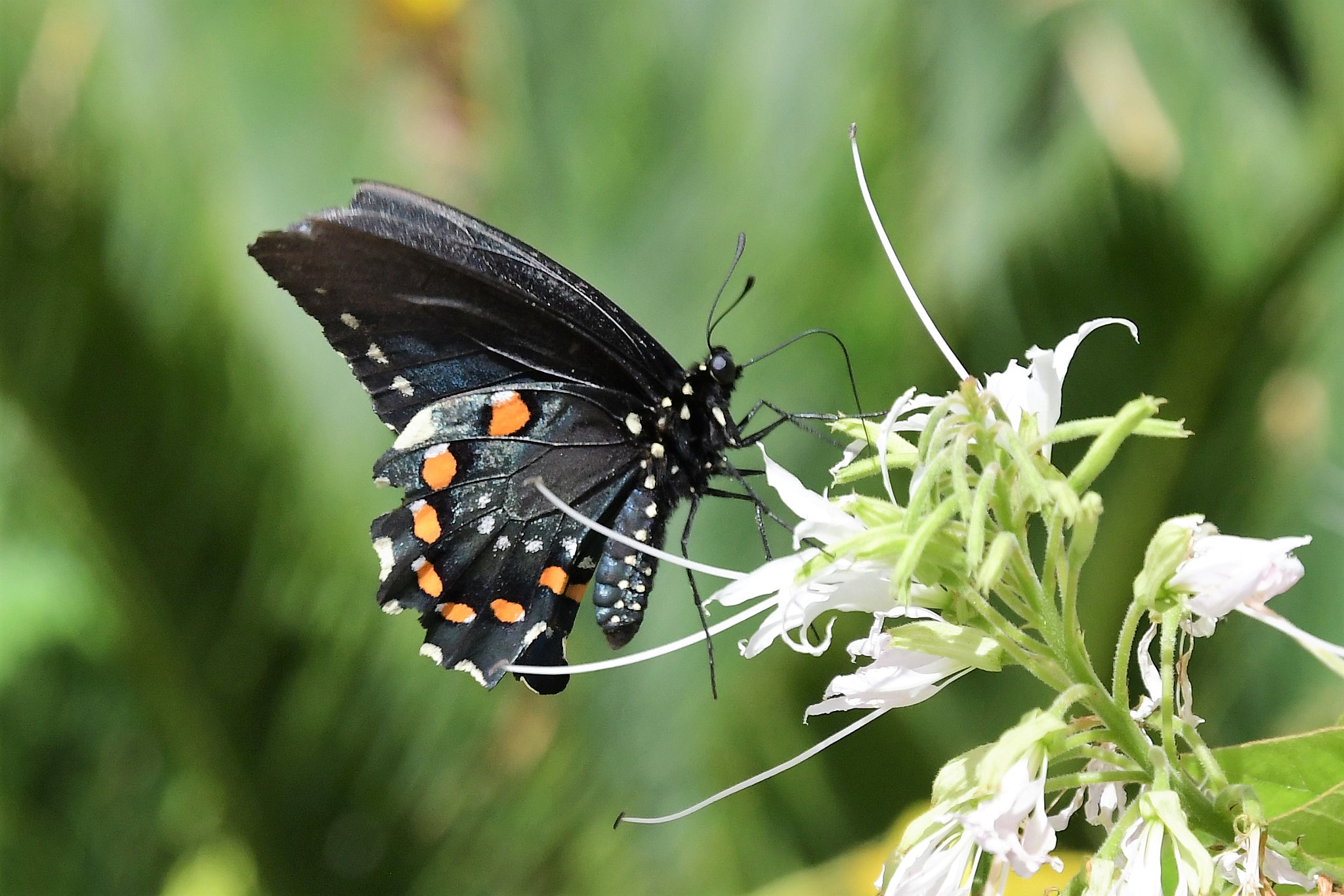 Nikon D7500 sample photo. Soft landing photography