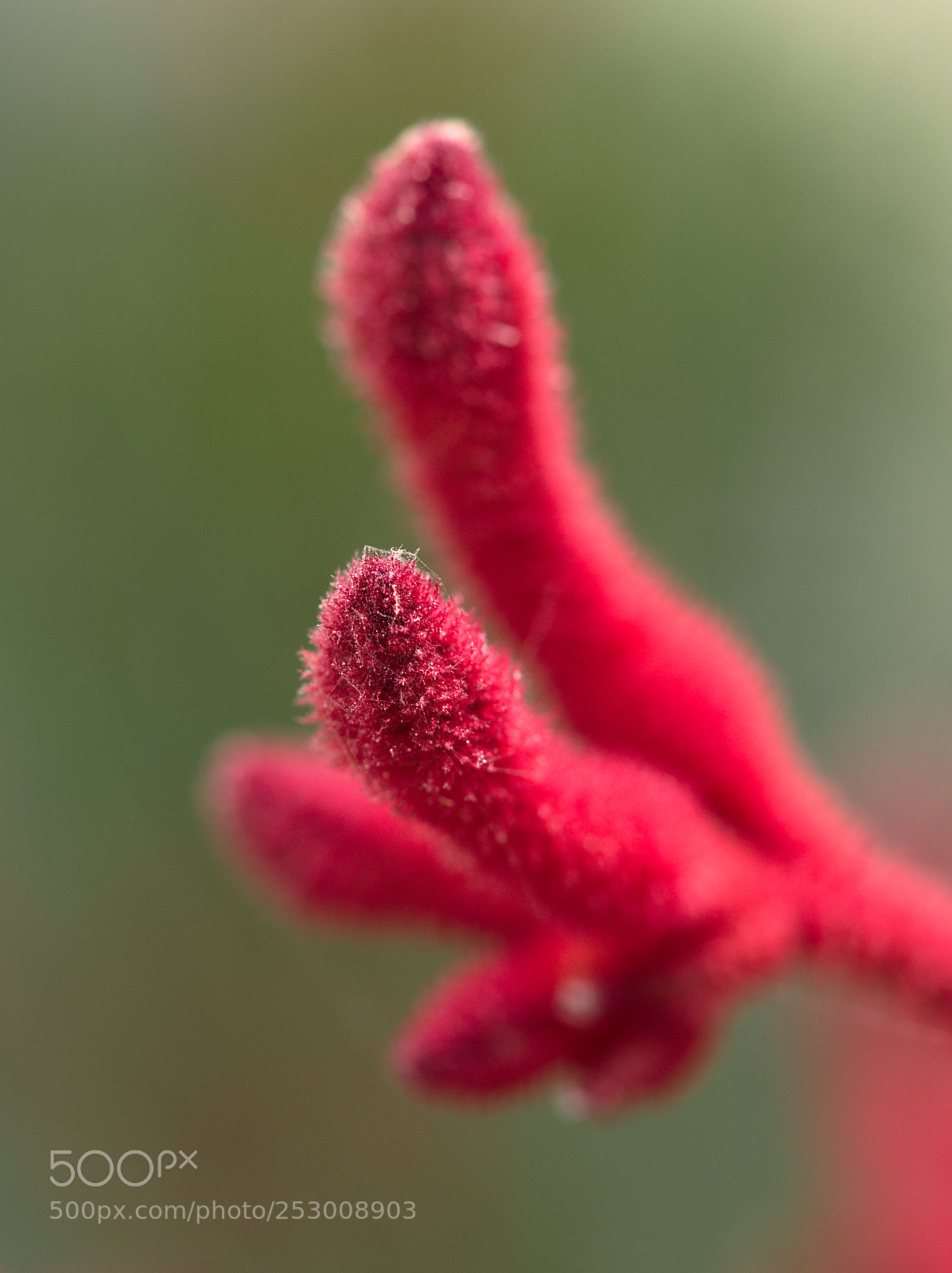 Olympus OM-D E-M5 II sample photo. Red fingers photography