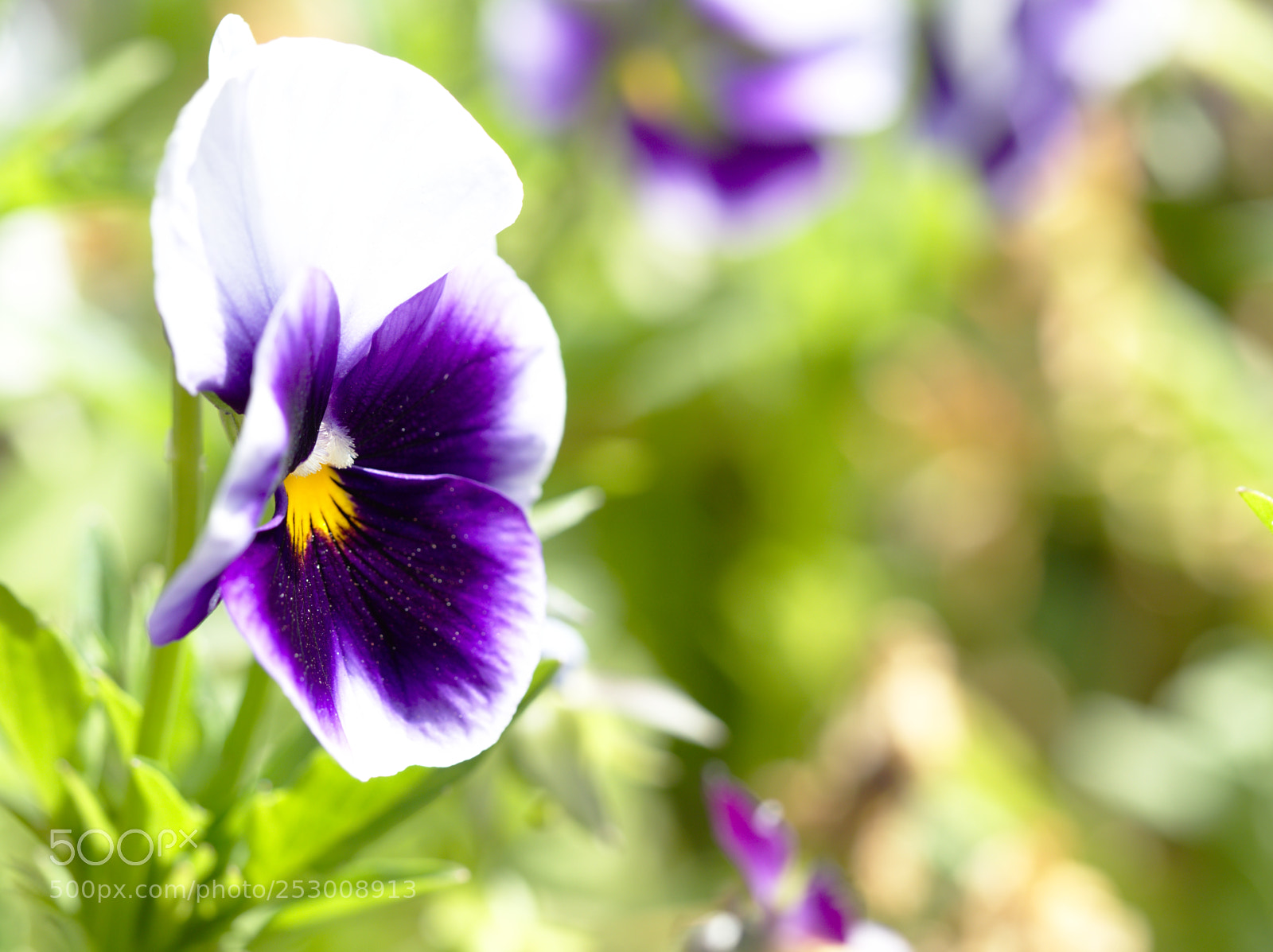 Olympus OM-D E-M5 II sample photo. P photography
