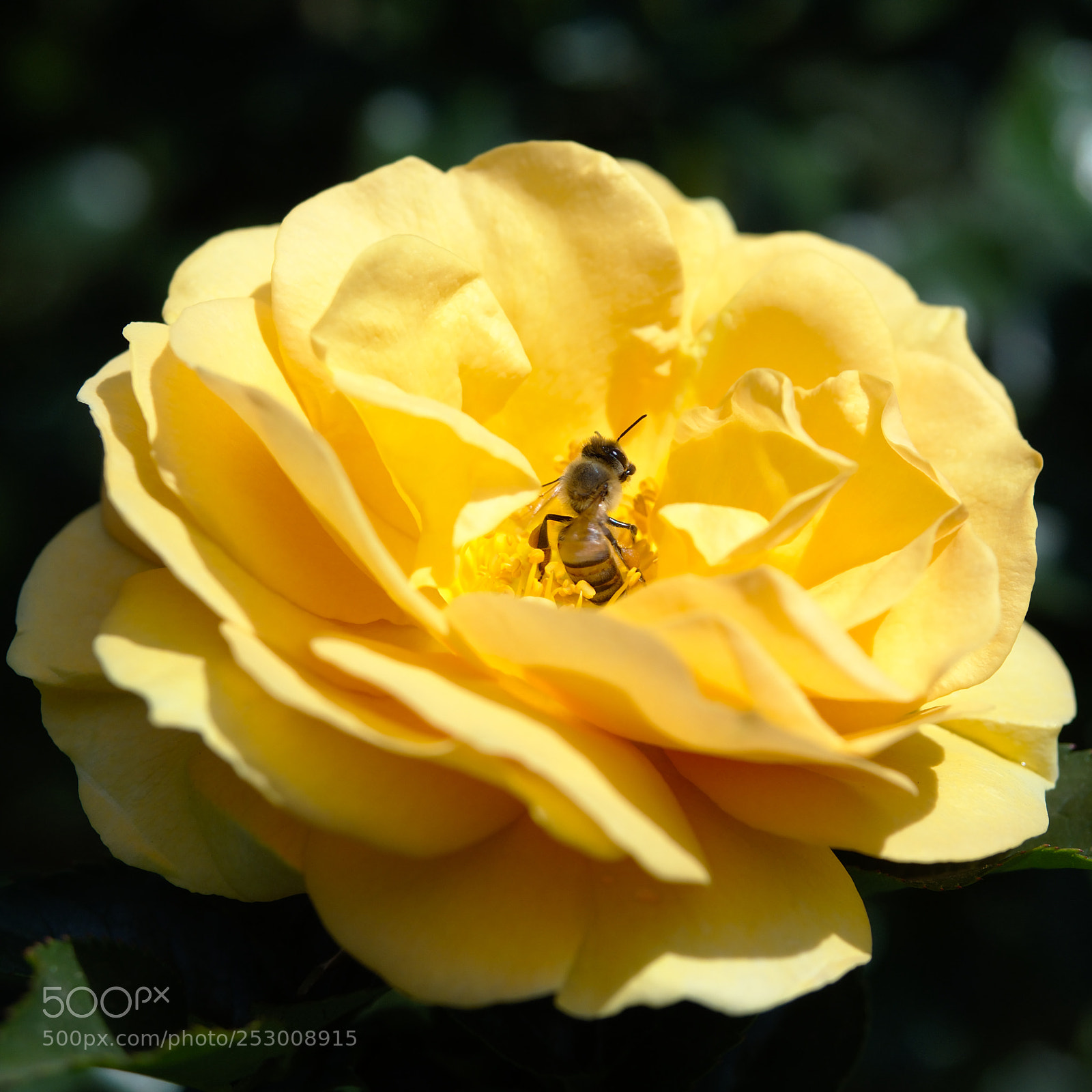 Olympus OM-D E-M5 II sample photo. P photography