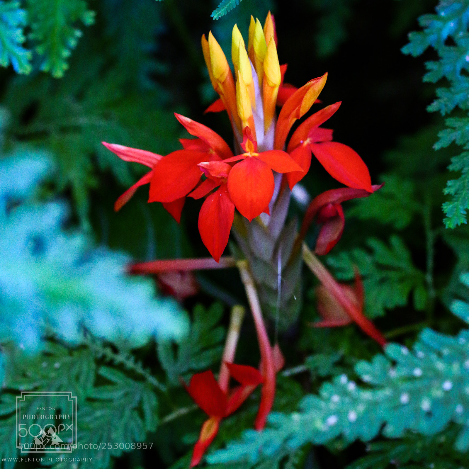 Canon EOS 70D sample photo. Flowering ginger photography