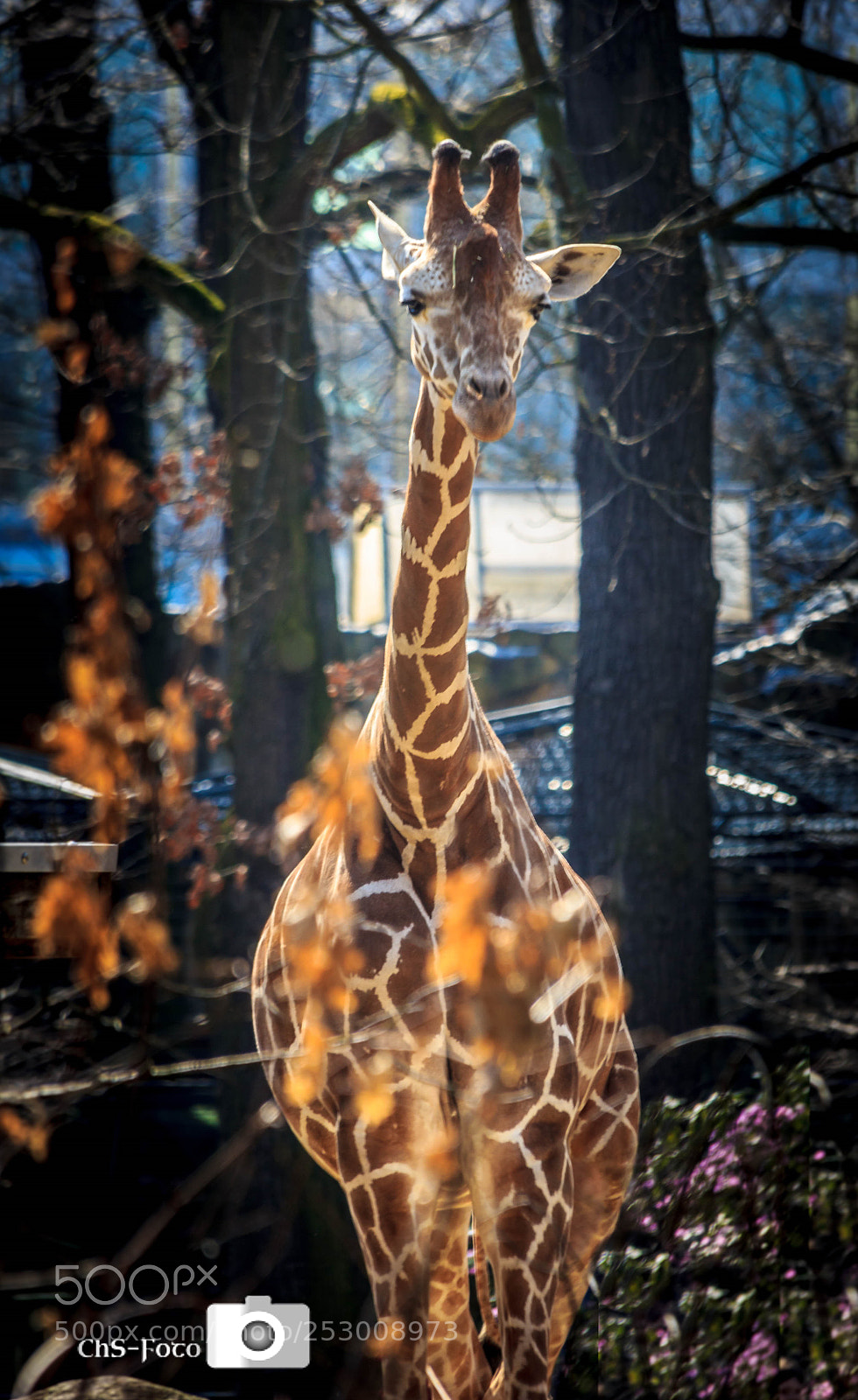 Canon EOS 550D (EOS Rebel T2i / EOS Kiss X4) sample photo. Giraffe photography