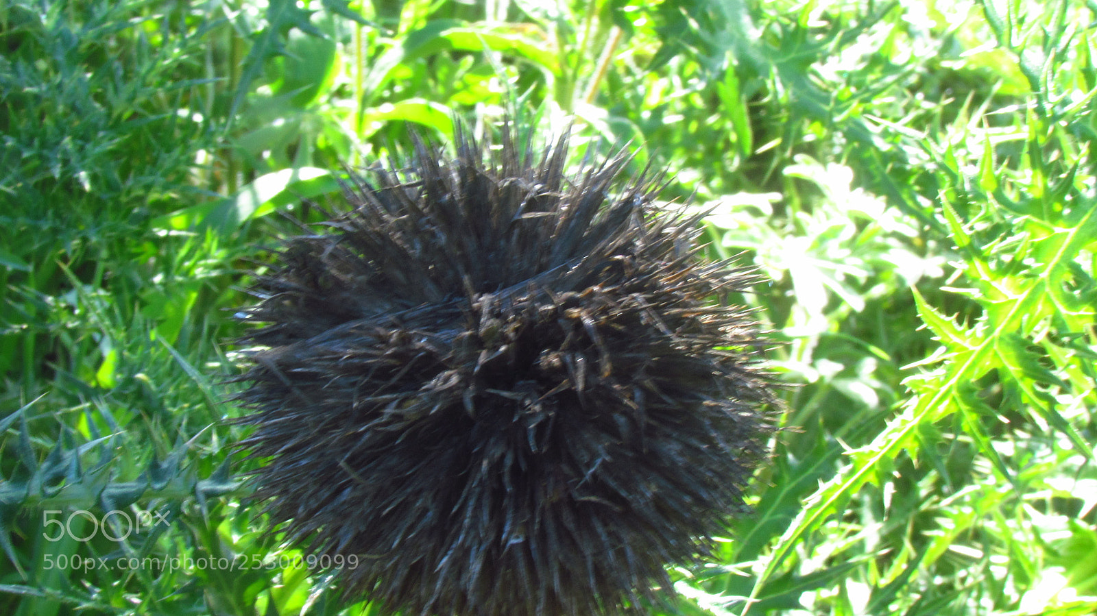Canon PowerShot SX30 IS sample photo. Img photography