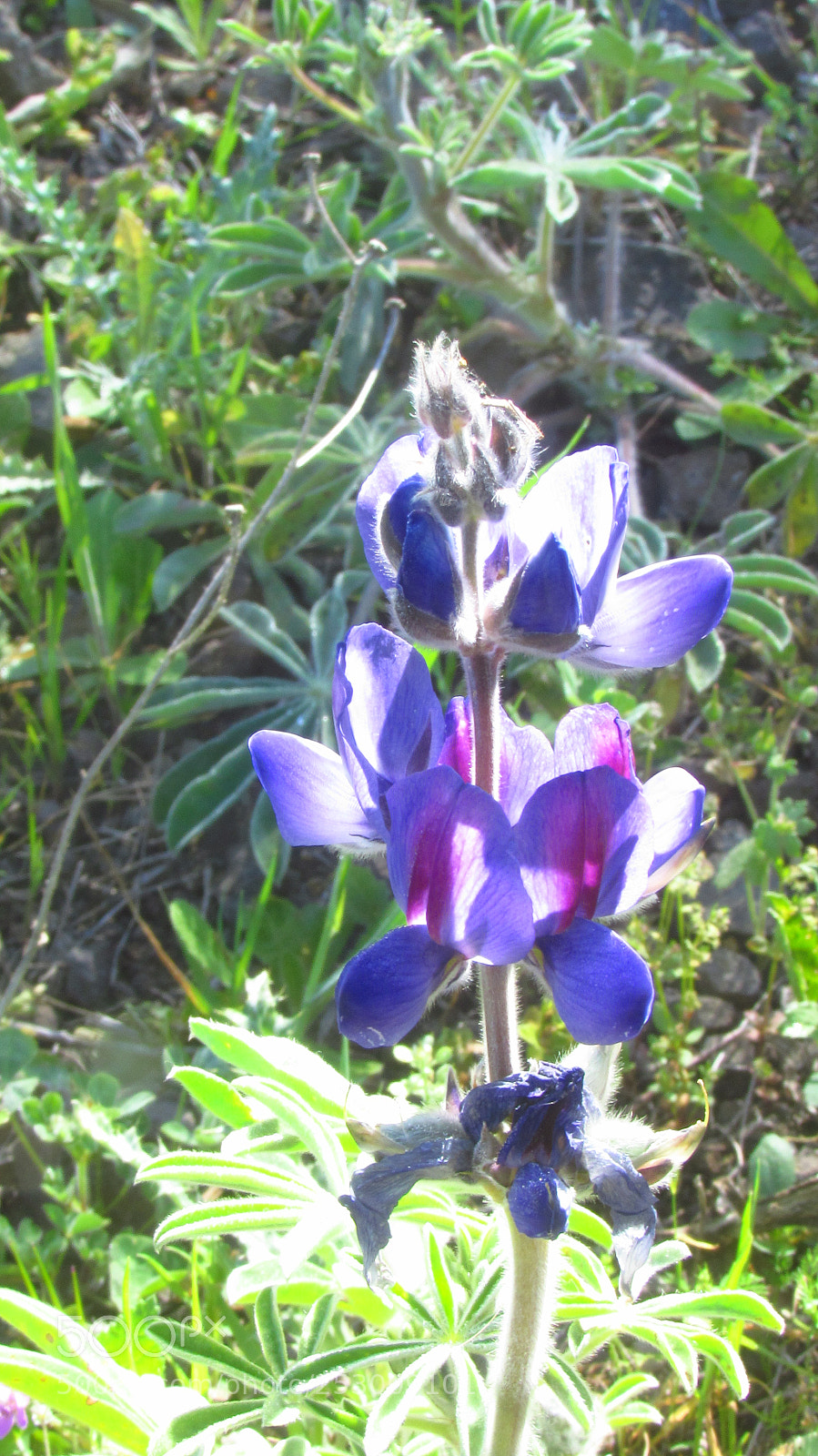 Canon PowerShot SX30 IS sample photo. Img photography