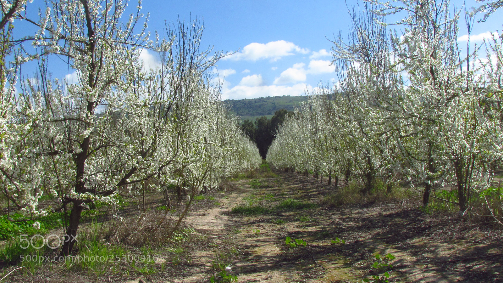 Canon PowerShot SX30 IS sample photo. Img photography