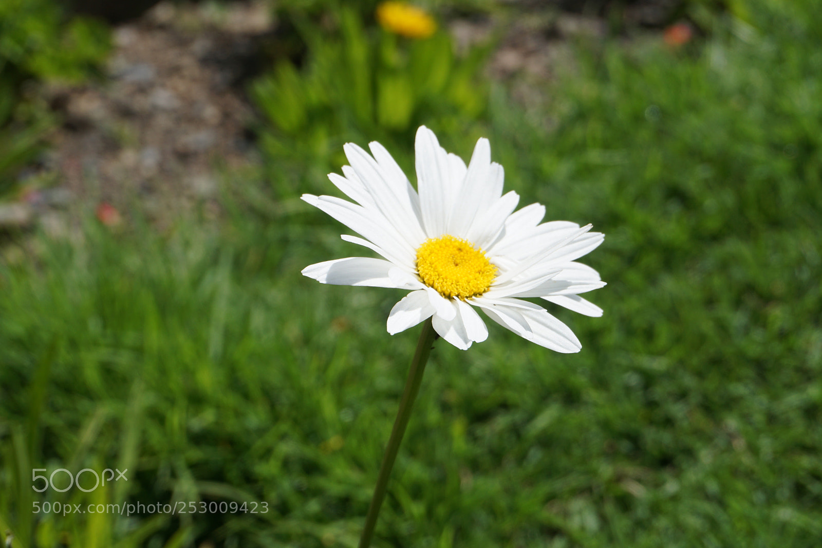 Sony a6000 sample photo. Flower photography