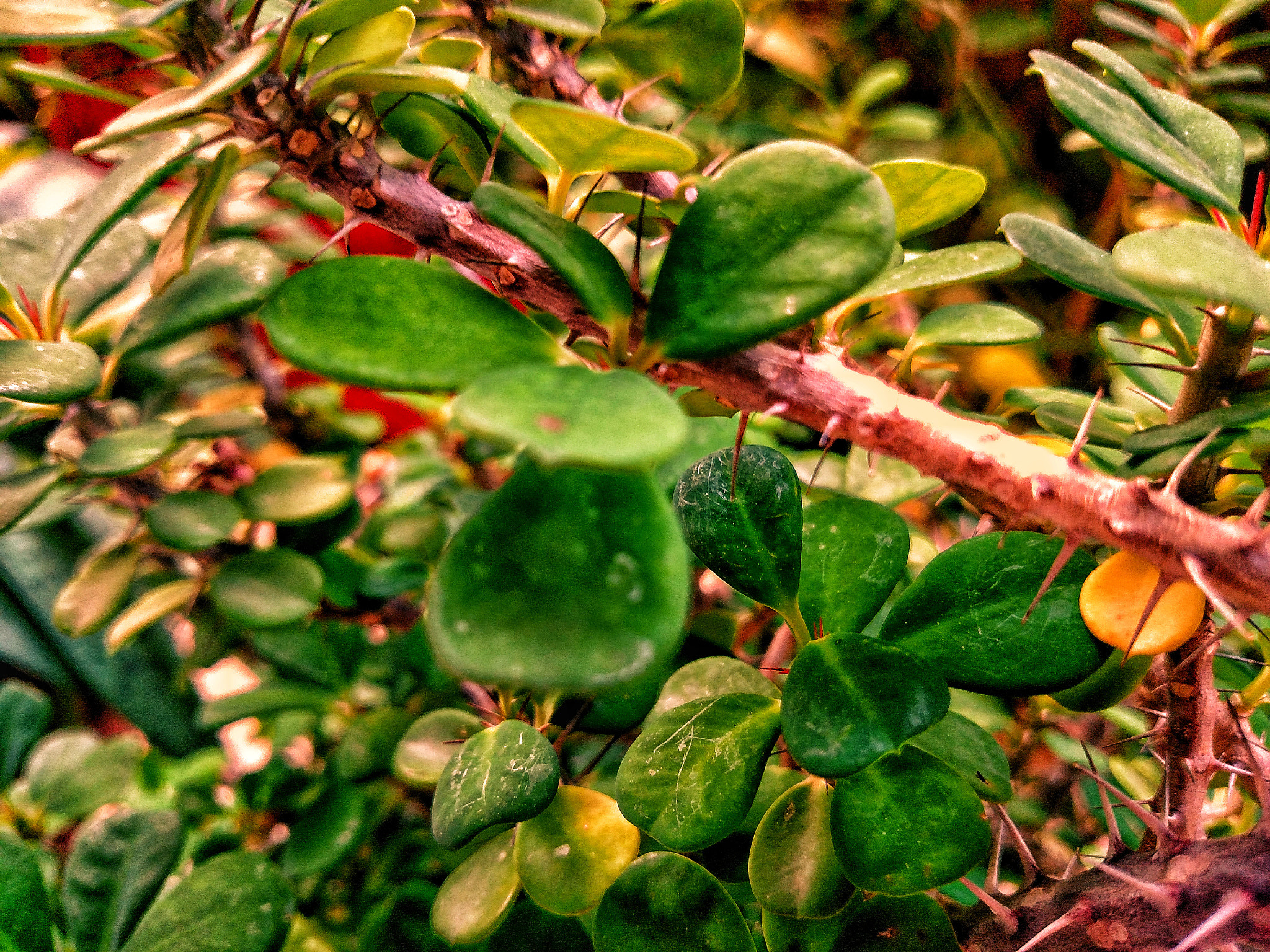 Motorola Droid Turbo sample photo. Plant photography