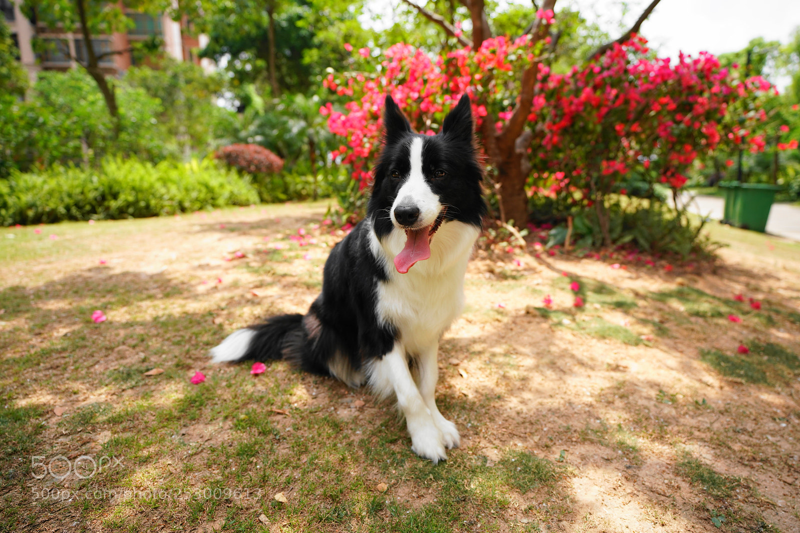 Sony a7R III sample photo. Her name is collie photography
