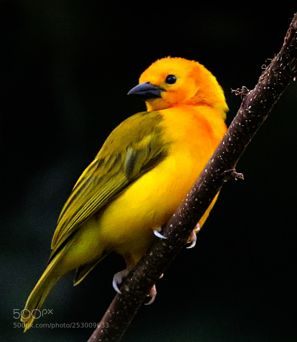 Canon EOS 7D Mark II sample photo. Little yellow wonder photography