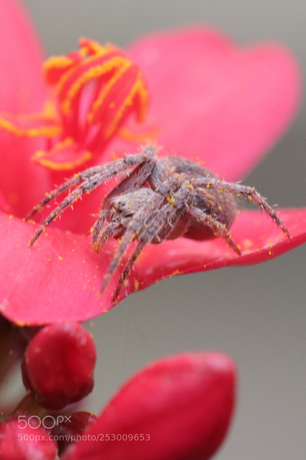 Canon EOS 80D sample photo. Jumping spider photography