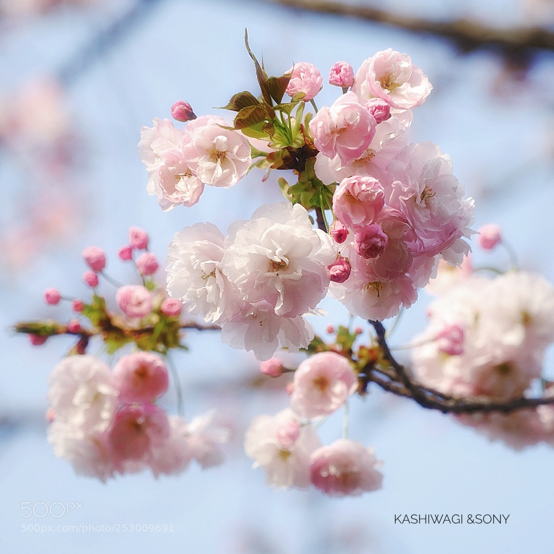 Sony a7 II sample photo. Pink is full bloom photography