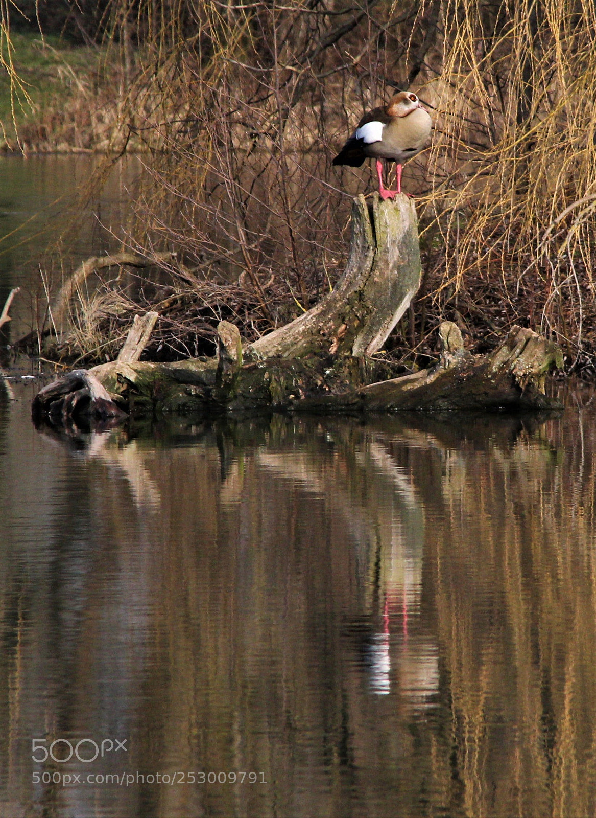 Canon EOS 1300D (EOS Rebel T6 / EOS Kiss X80) sample photo. Goose photography