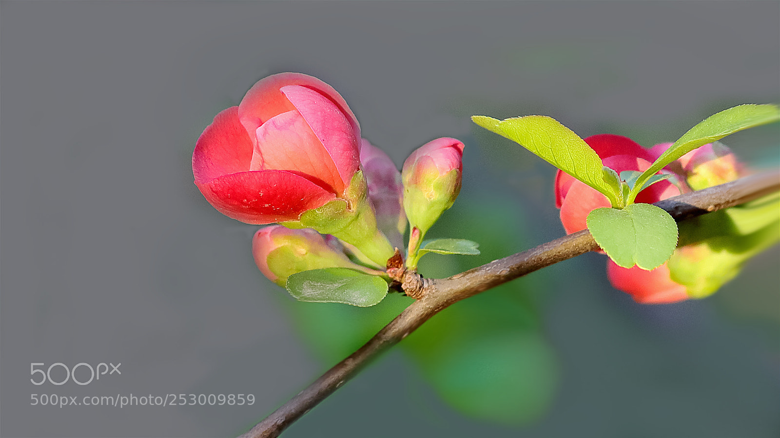 Canon EOS-1D X Mark II sample photo. 贴梗海棠 photography