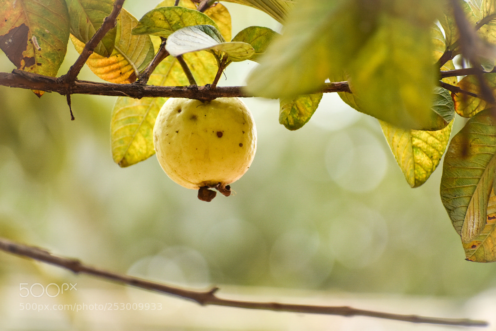 Nikon D3400 sample photo. Guava fruit photography
