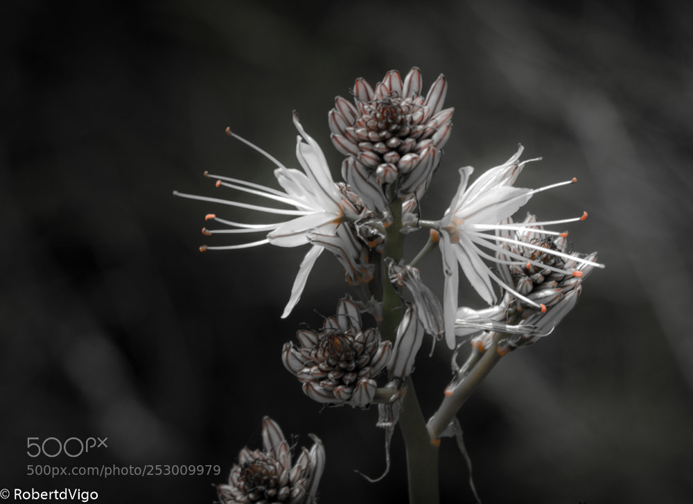 Canon EOS 77D (EOS 9000D / EOS 770D) sample photo. Crown photography