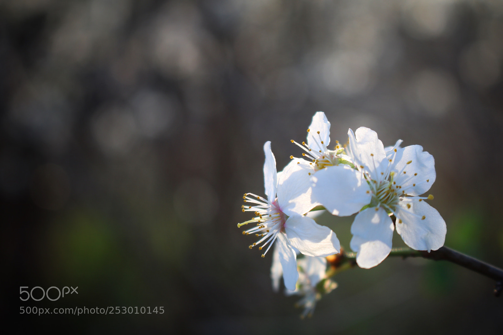 Canon EOS 760D (EOS Rebel T6s / EOS 8000D) sample photo. Spring photography