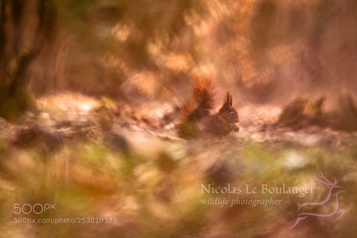 Canon EOS 80D sample photo. Squirrel  photography