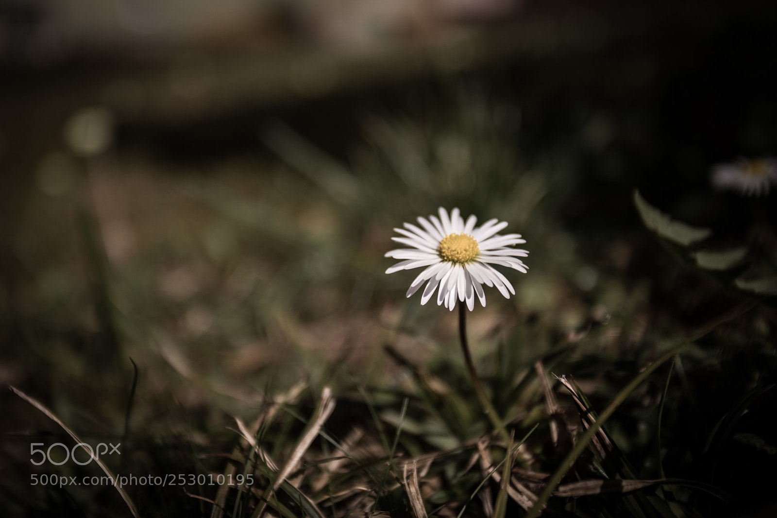 Canon EOS 5D Mark IV sample photo. Daisy photography