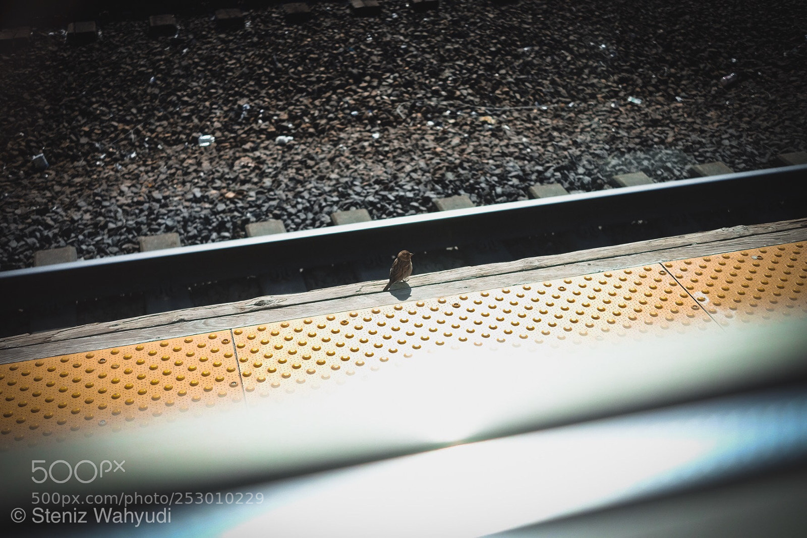 Fujifilm X-T10 sample photo. Little bird photography